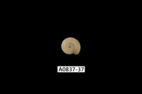 藏品(臺灣類扁蜷)的圖片